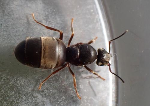 Lasius (niger)